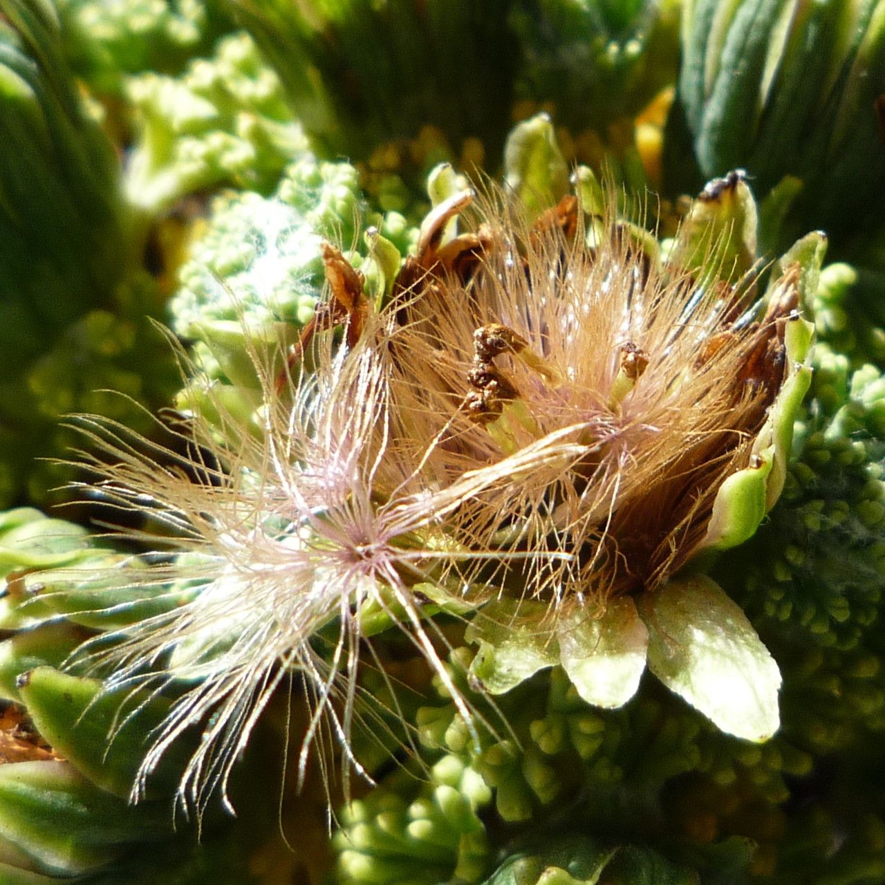 Xenophyllum dactylophyllum fruit