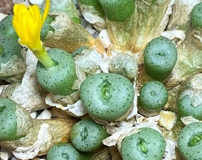 Conophytum auriflorum — related species from the same genus