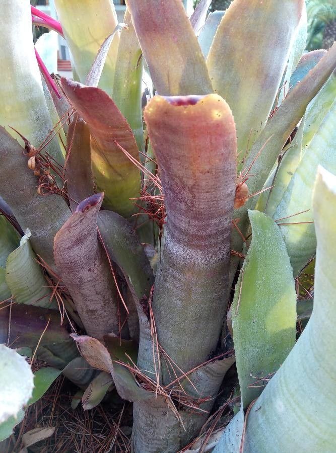Billbergia vittata bark