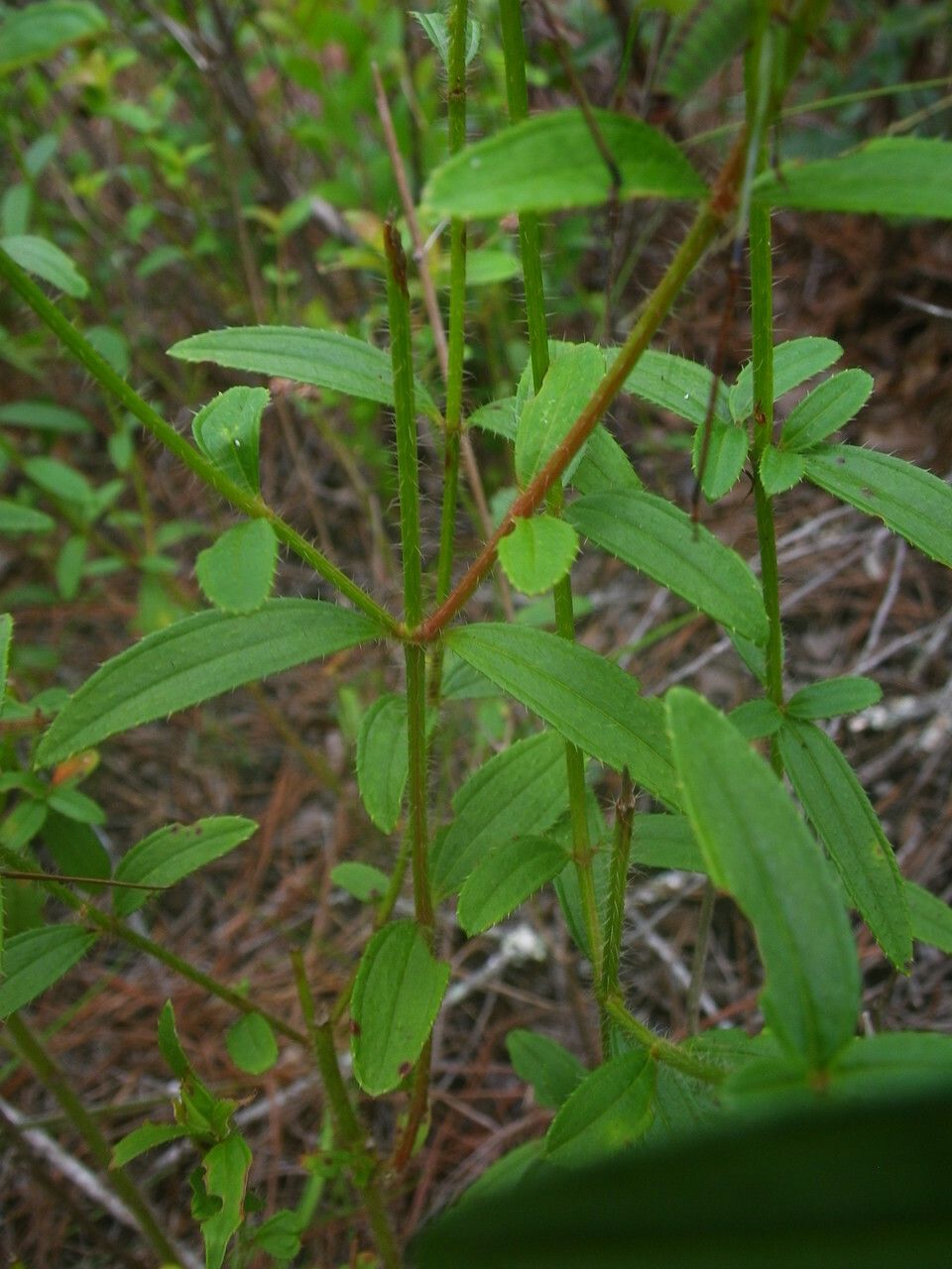 Rhexia cubensis — related species from the same genus