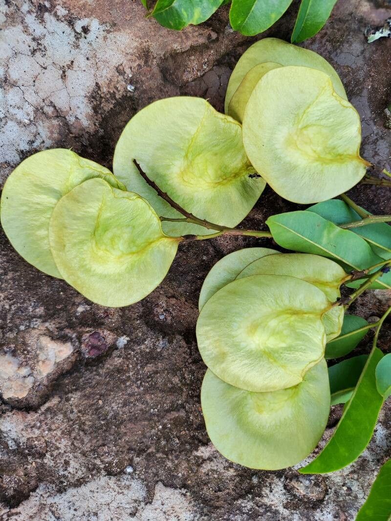 Pterocarpus soyauxii fruit