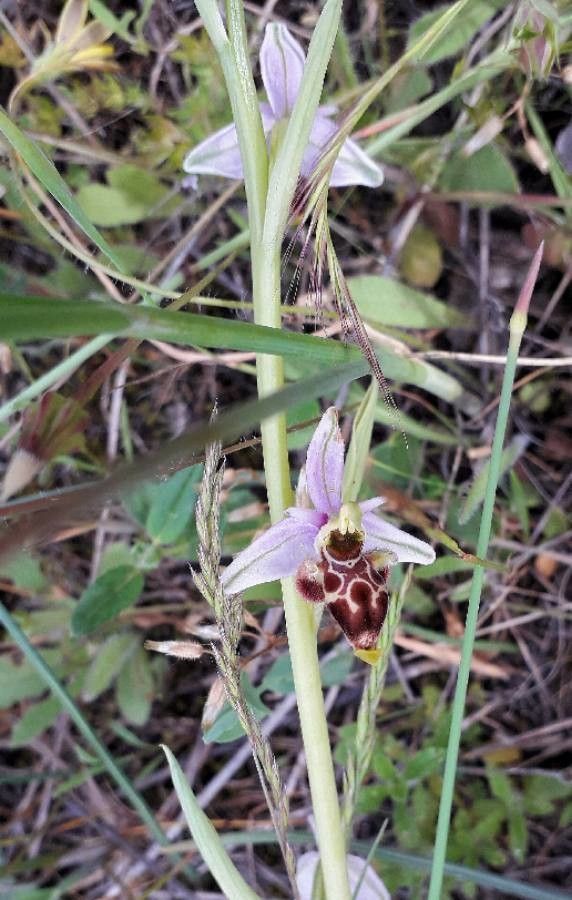 Ophrys scolopax