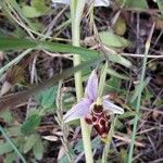 Ophrys scolopax