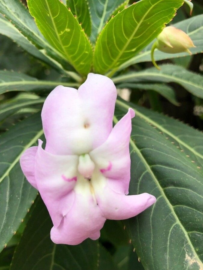 Impatiens sodenii flower