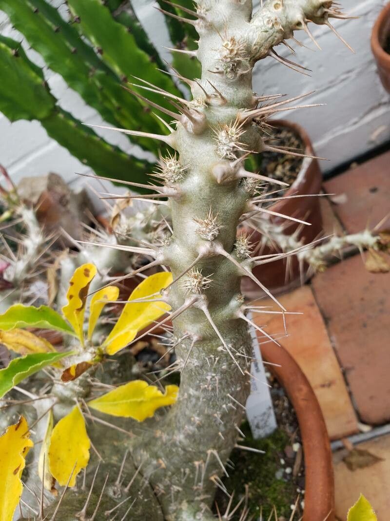 Pachypodium saundersii bark