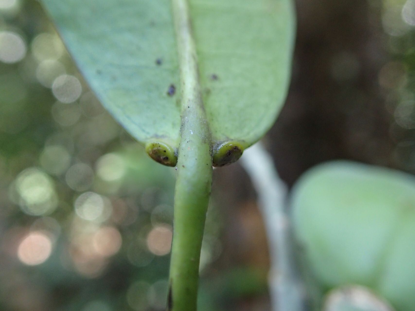 Baloghia balansae fruit