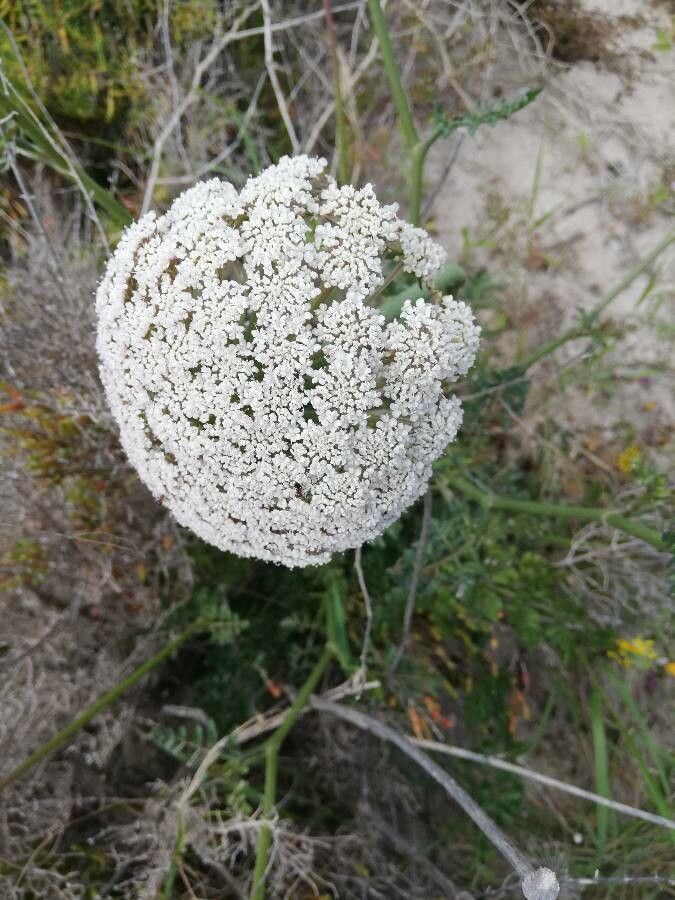 Visnaga daucoides flower