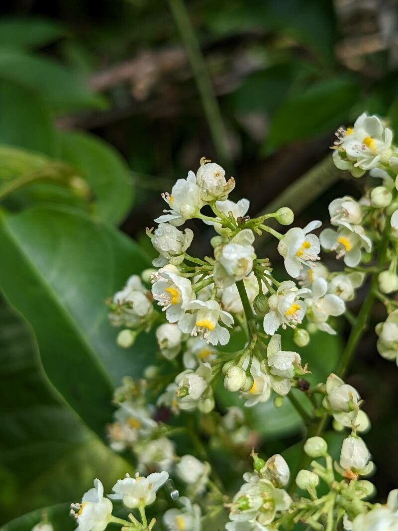 Serjania grandifolia flower