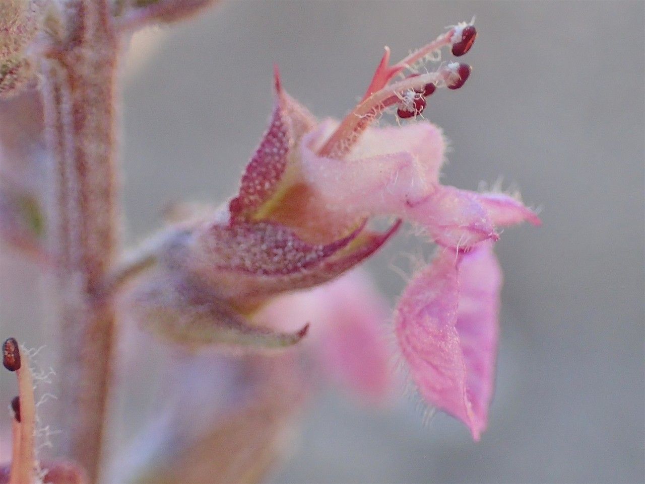 Teucrium asiaticum flower