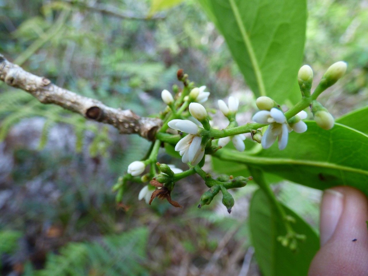 Chionanthus broomeanus flower