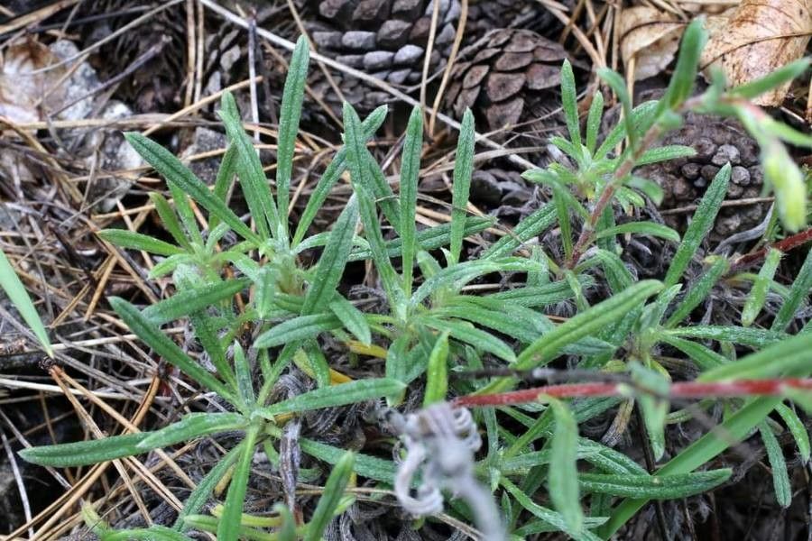 Onosma heterophylla leaf