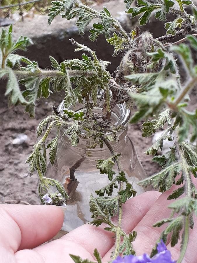 Glandularia gooddingii — search result for 'Verbena'