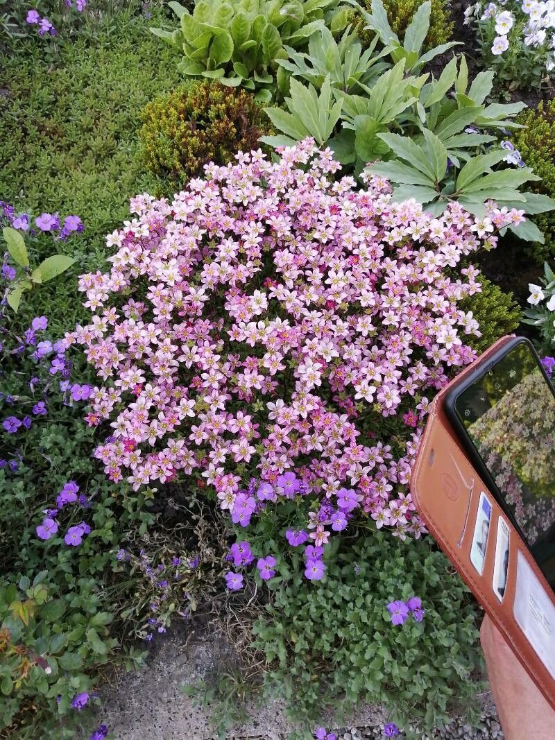 Saxifraga x arendsii flower