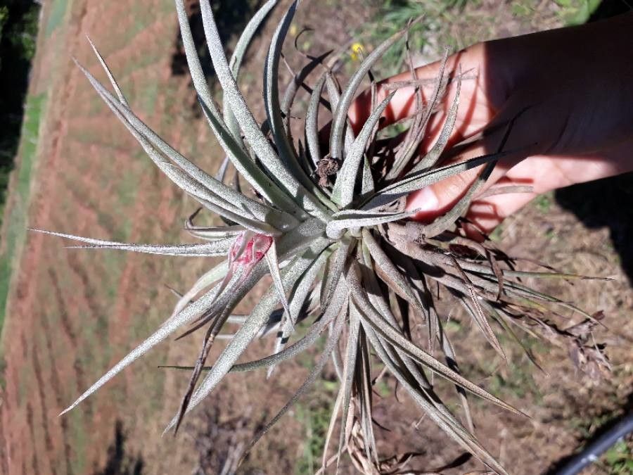 Tillandsia spp. — houseplant care guide