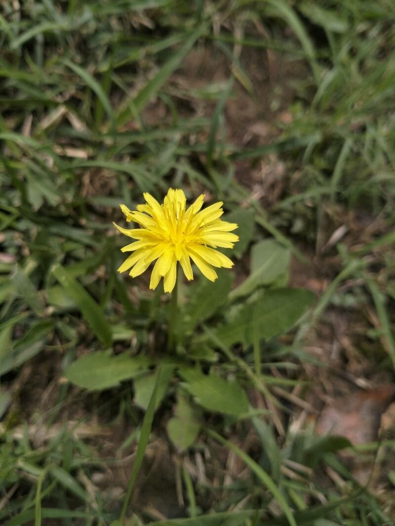 Taraxacum parvulum — search result for 'Taraxacum'