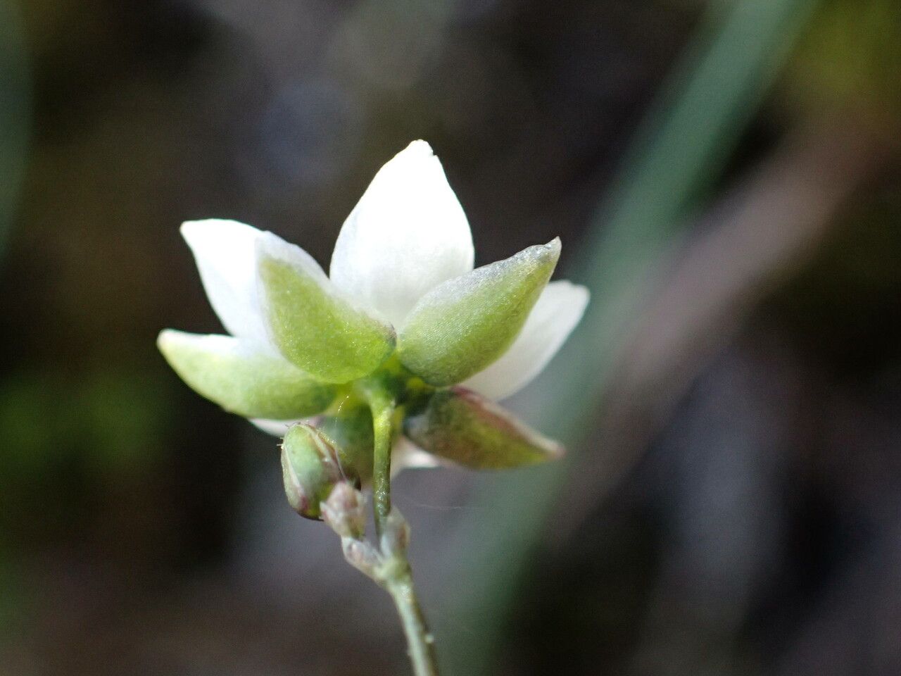 Spergula morisonii flower