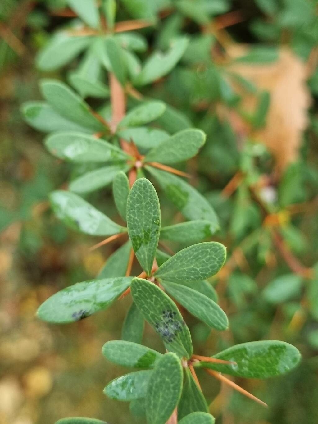 Berberis aggregata leaf