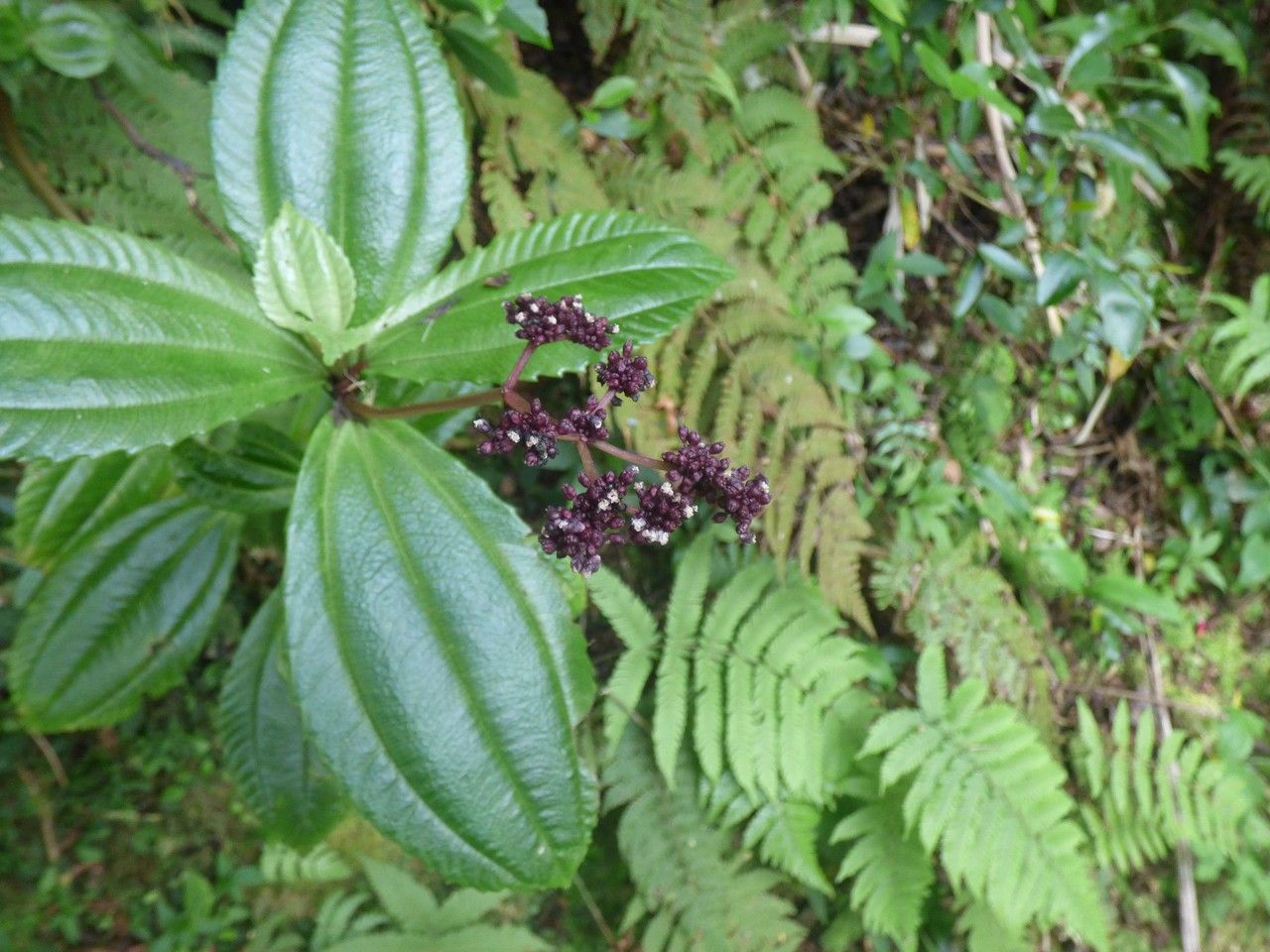 Pilea umbellata flower