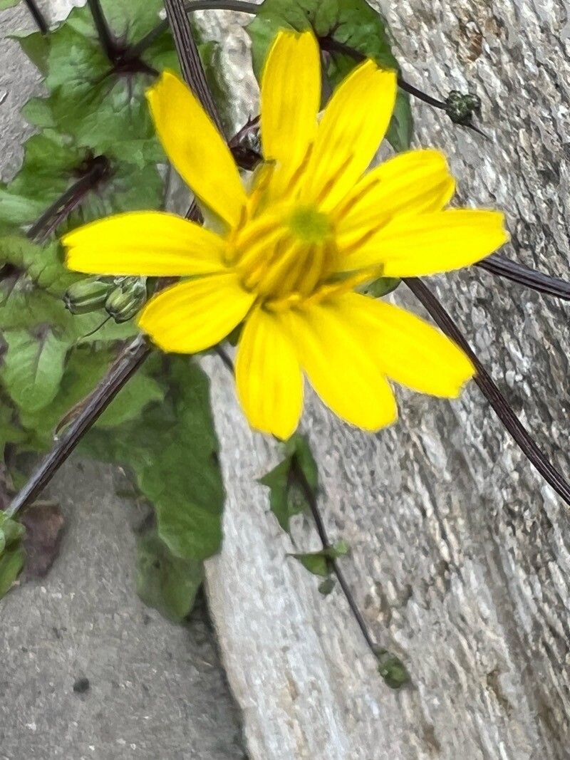 Crepis palaestina flower