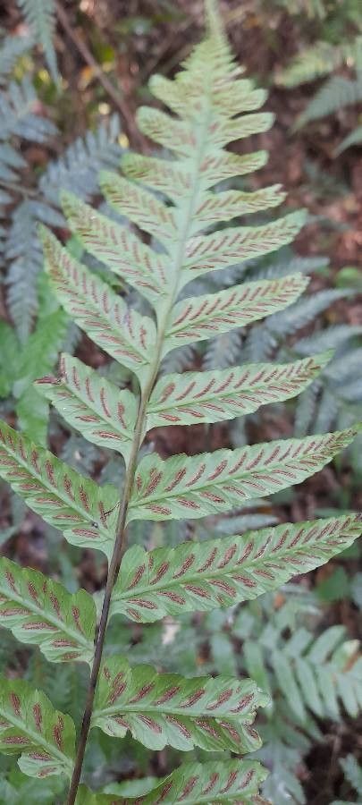 Diplazium cristatum fruit
