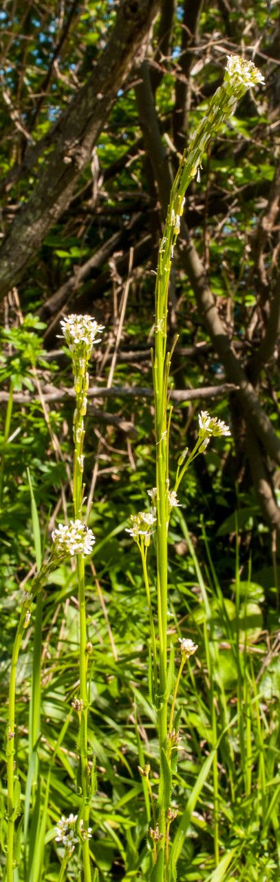 Arabis sagittata flower