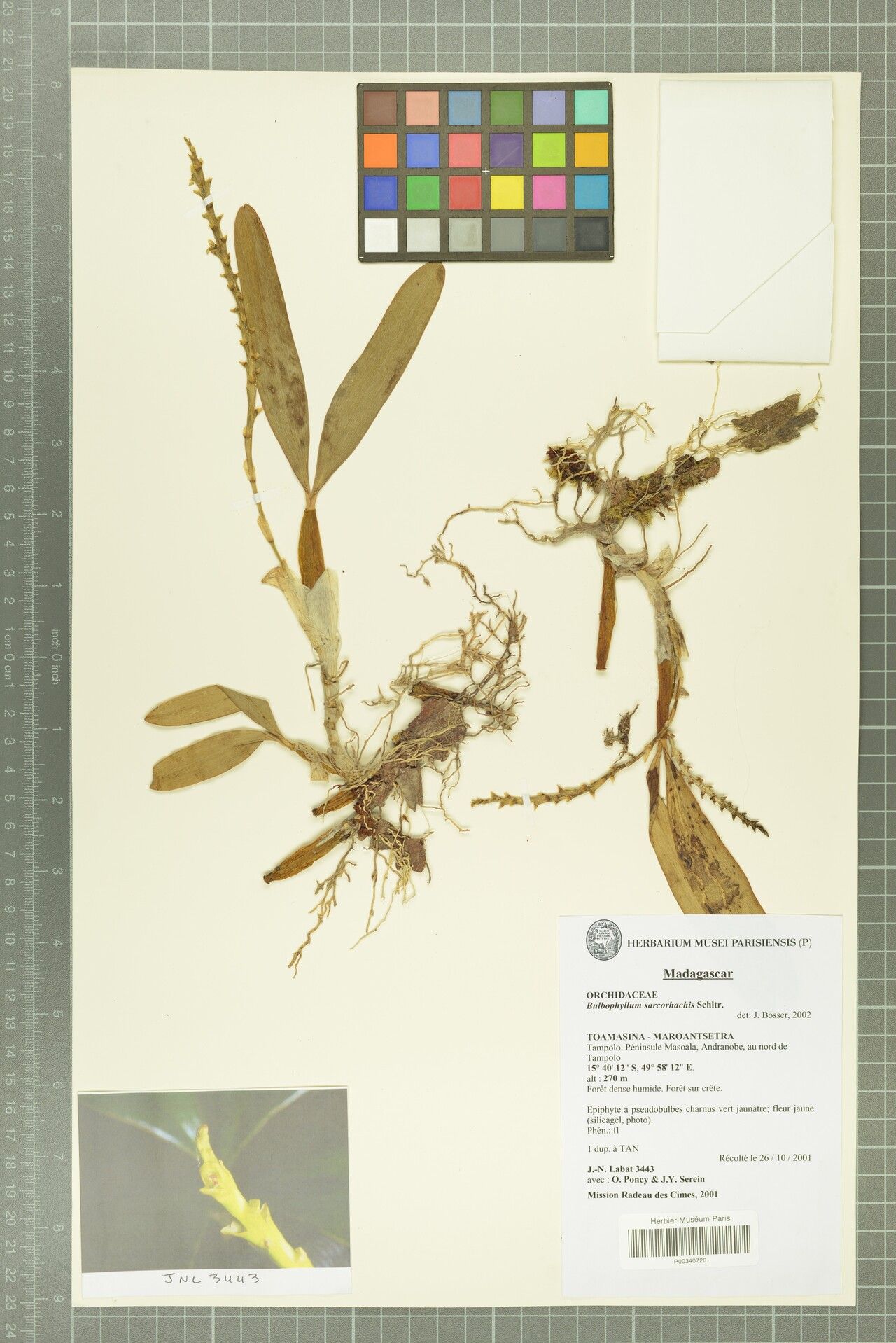 Bulbophyllum sarcorhachis — houseplant care guide