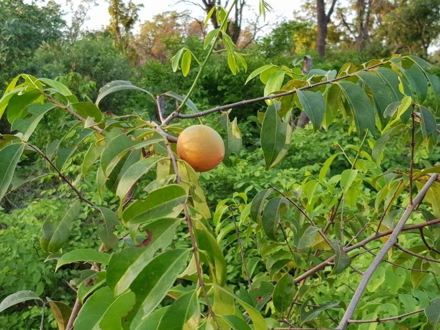 Landolphia heudelotii fruit