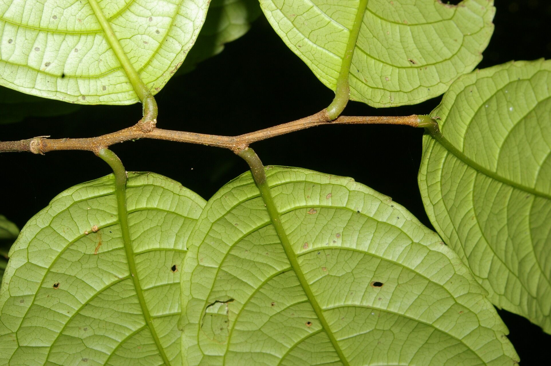 Celastrus vulcanicola bark
