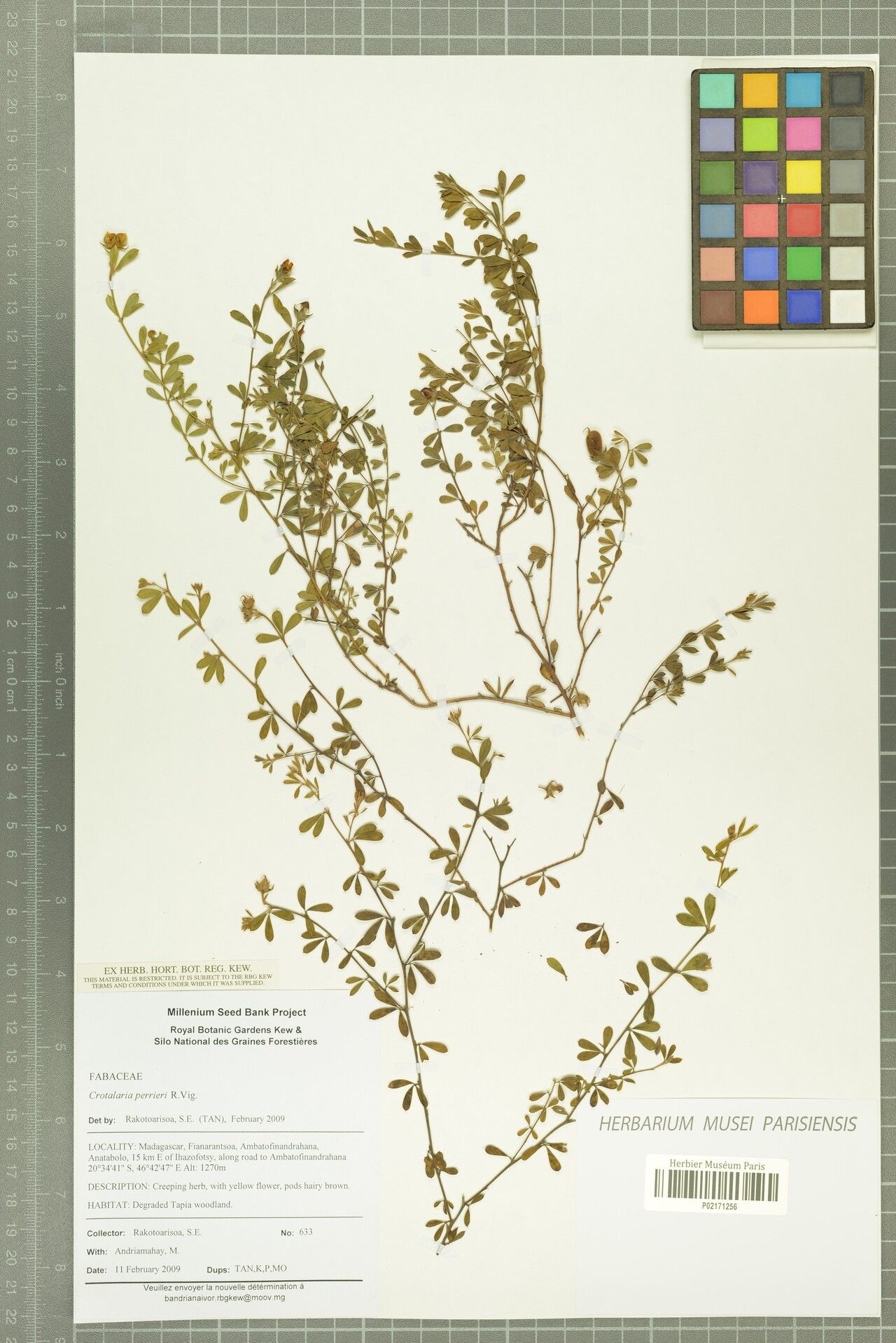 Crotalaria perrieri — houseplant care guide