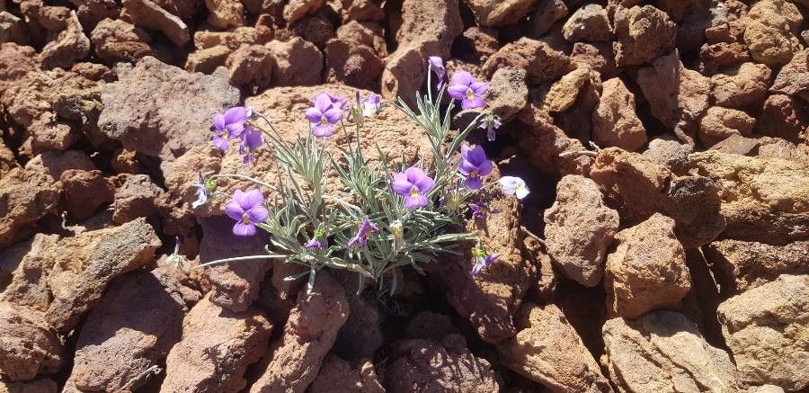 Viola palmensis habit