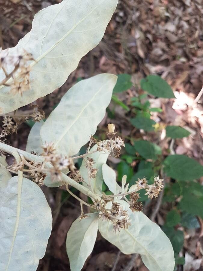 Gochnatia polymorpha fruit