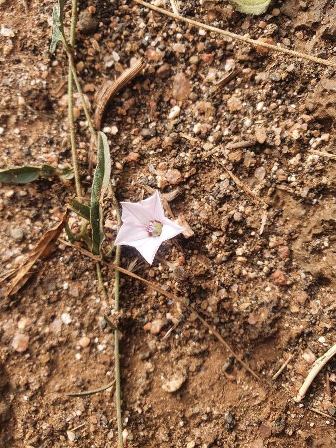 Convolvulus sagittatus flower