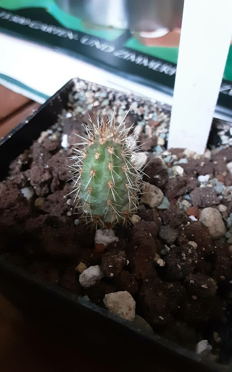 Cleistocactus morawetzianus — search result for 'Cleistocactus'