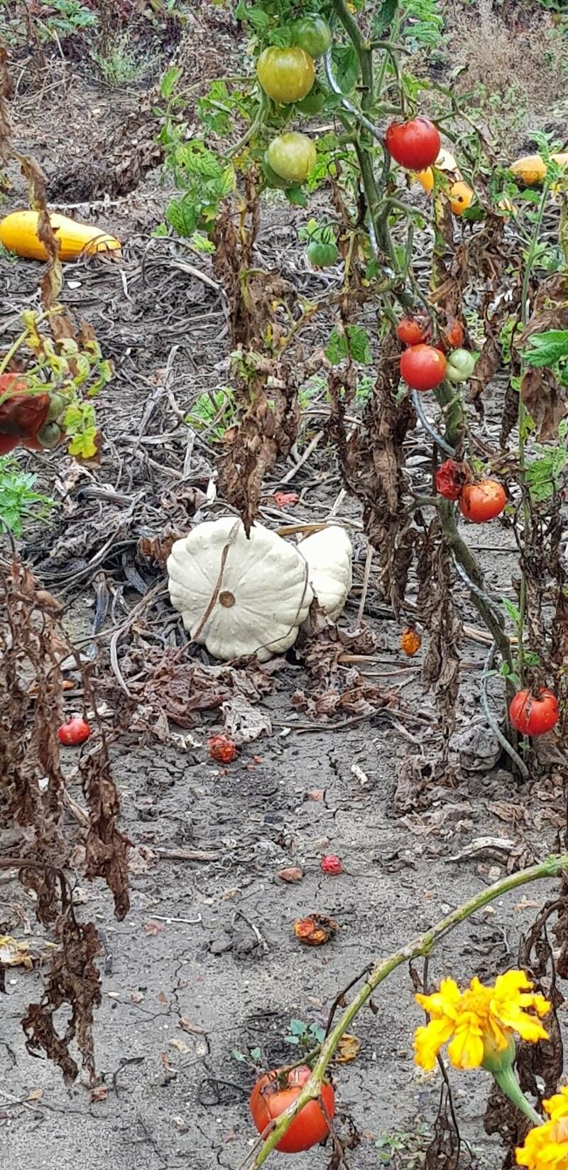 Cucumis trigonus fruit