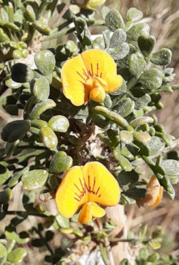 Adesmia trijuga flower