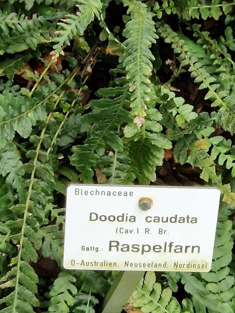 Blechnum spinulosum other