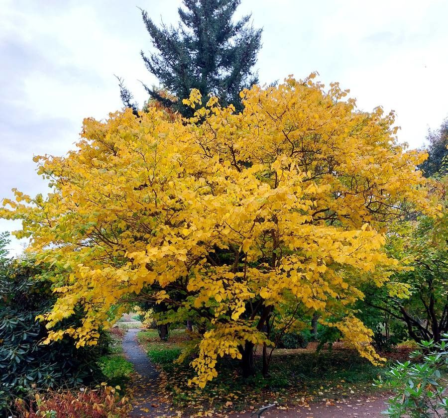Lindera obtusiloba habit