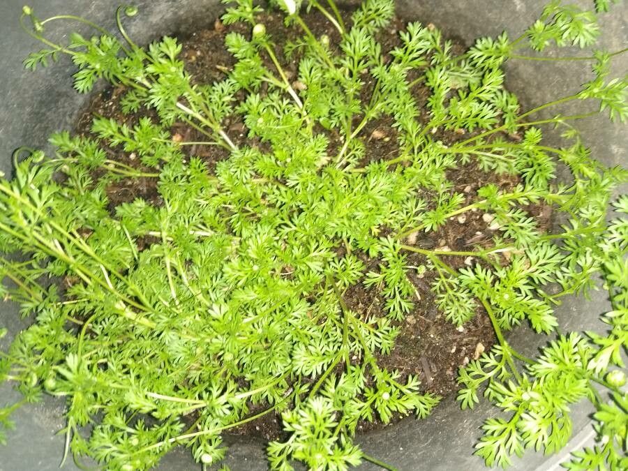 Cotula australis leaf