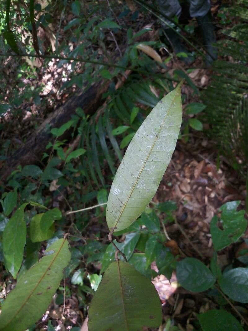 Caraipa densifolia leaf