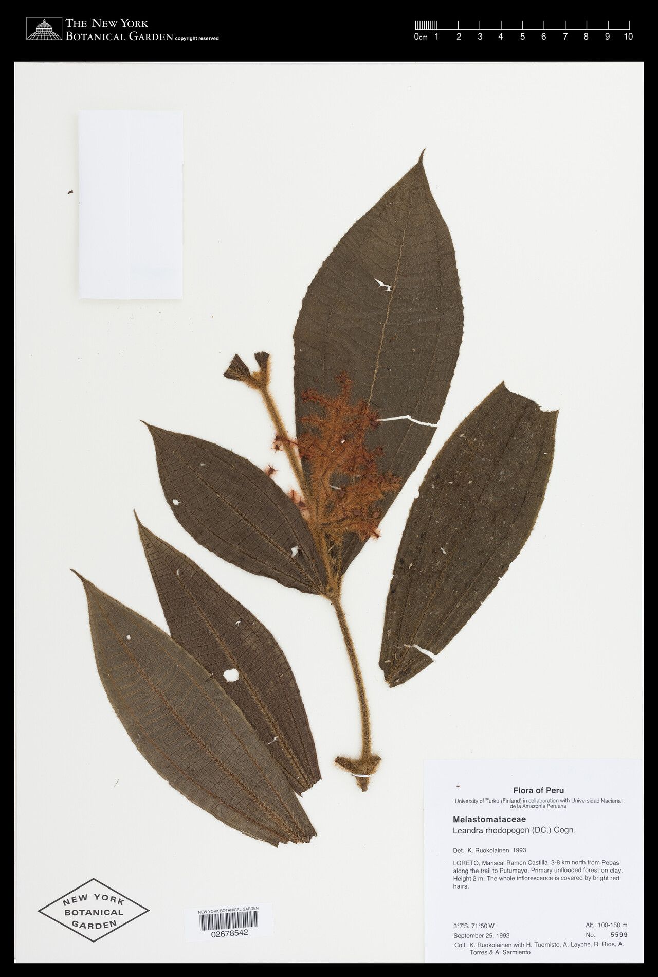 Miconia rhodopogon leaf