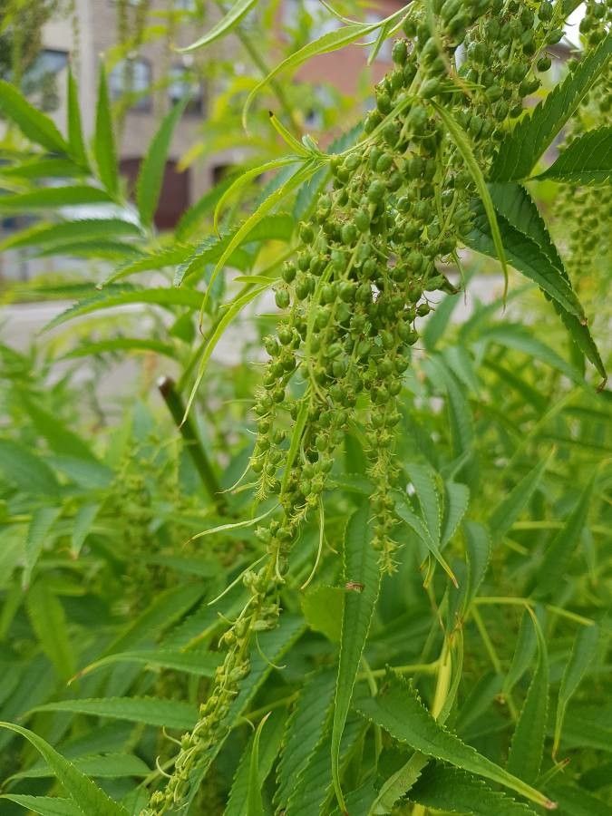 Datisca cannabina fruit