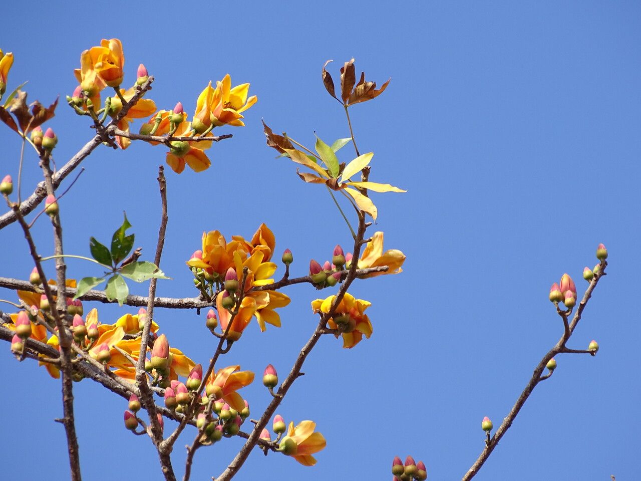 Bombax costatum flower