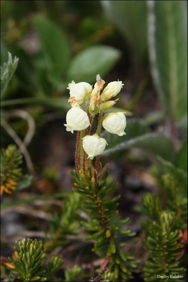 Phyllodoce aleutica — related species from the same genus
