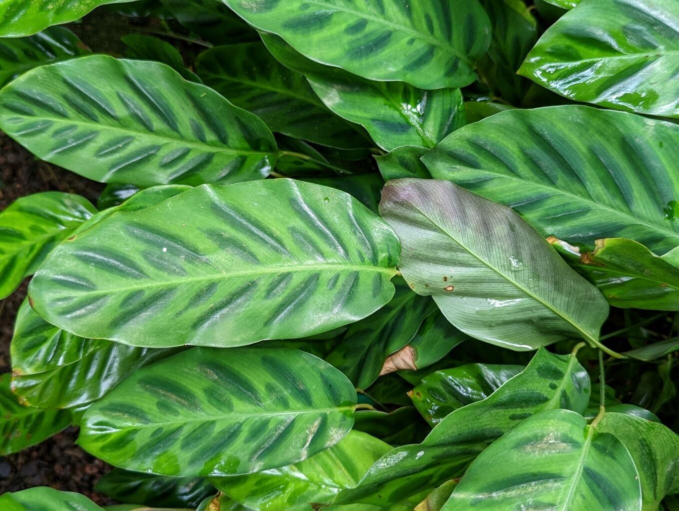 Goeppertia concinna — sleep aid houseplant