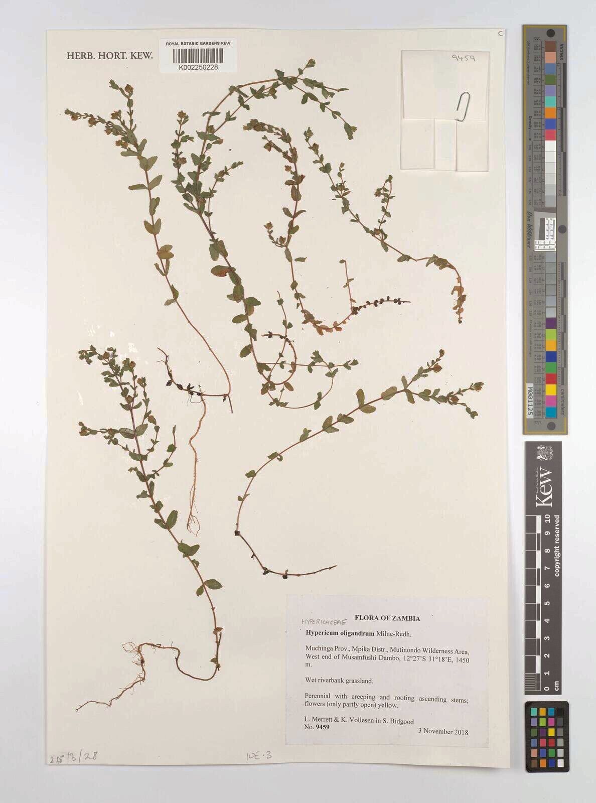 Hypericum oligandrum — houseplant care guide