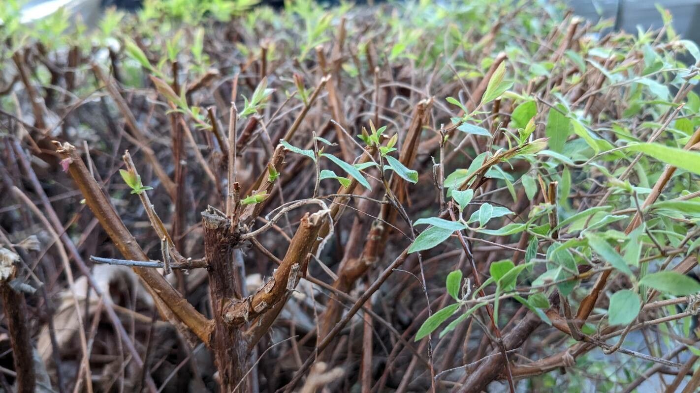 Spiraea × arguta bark