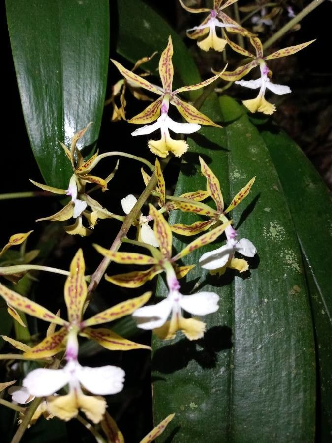 Epidendrum stamfordianum flower
