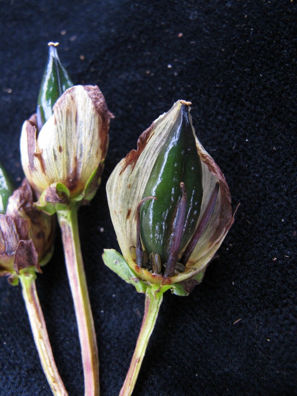 Swertia hookeri fruit