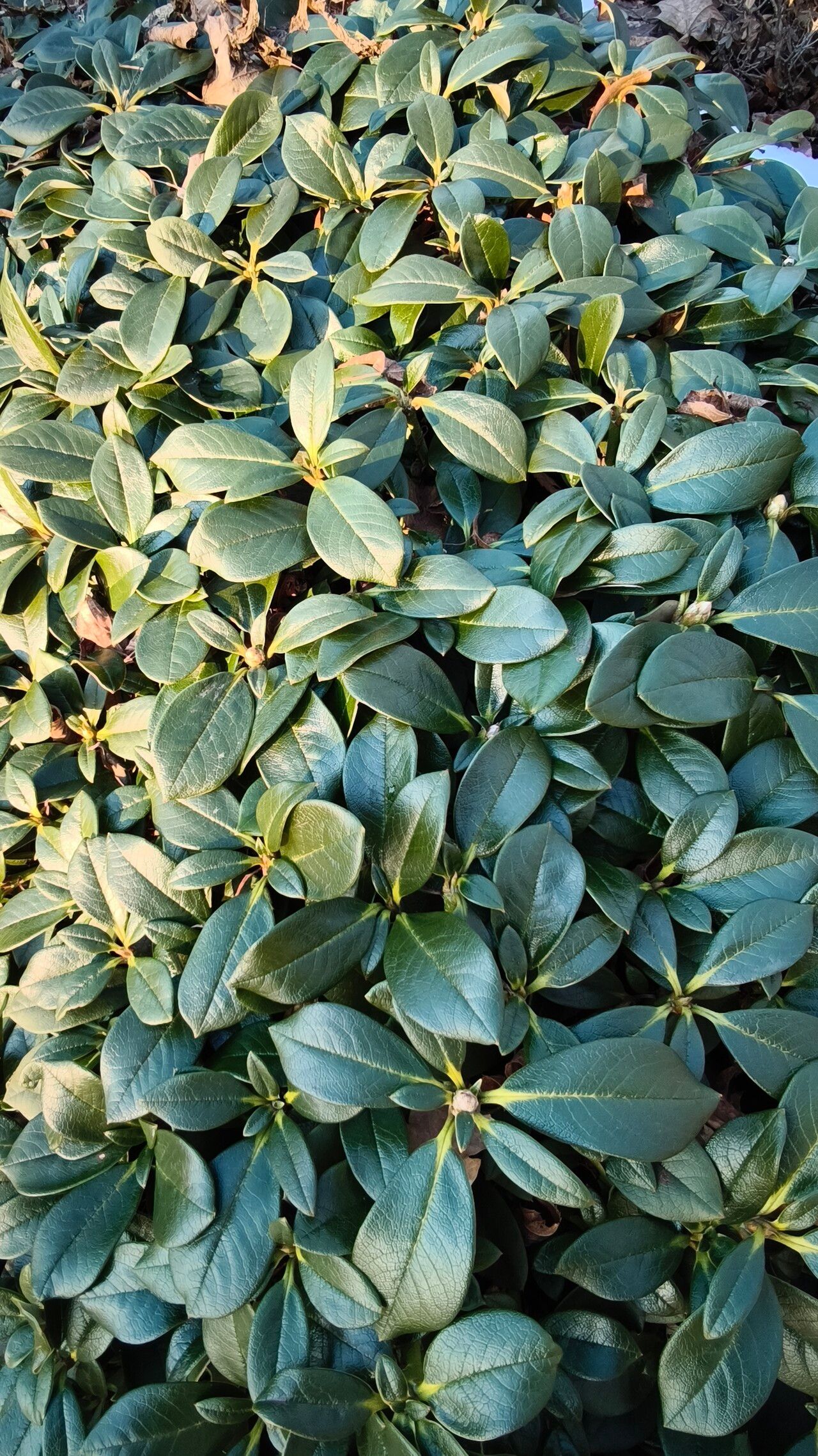 Rhododendron yaoshanense — houseplant care guide