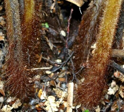 Dicksonia lanata bark